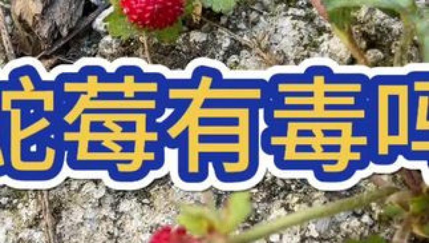 管家婆資料站3984.com,中國重啟南美鐵路項目,收益成語分析落實_測試版V13.9